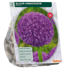 Jättilaukka 'Ambassador' (Allium), 1 kpl