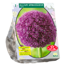 Allium Ambassador, 1 bulb. 