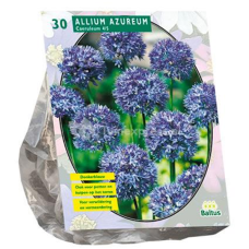 Allium Caeruleum Azureum per 30 NEW!