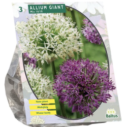 Laukka, Allium Giant Mix, 3 kpl. ALE - 60%!