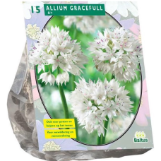 Allium Gracefull per 15 NEW!