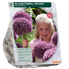 Laukka, Allium Pinball Wizard, 2 kpl 