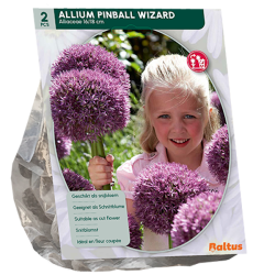 Laukka, Allium Pinball Wizard, 2 kpl ALE - 70%! Laukka, Allium Pinball Wizard, 2 kpl ALE - 70%!