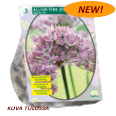 Allium nigrum, Mustalaukka 'Pink Jewel' NEW!