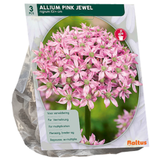 Allium nigrum, Mustalaukka 'Pink Jewel' 