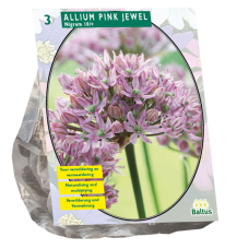 Allium nigrum, Mustalaukka 'Pink Jewel' NEW! ALE - 50%!