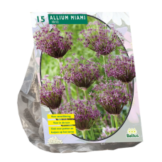 Laukka (Allium) Miami, 15 kpl. NEW!