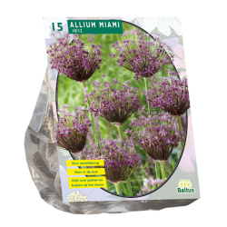 Laukka (Allium) Miami, 15 kpl. NEW! ALE - 60%!