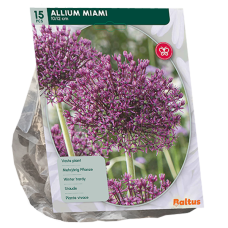 Laukka (Allium) Miami, 15 kpl.