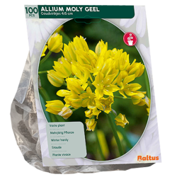Keltalaukka (Allium Moly), 100 kpl ALE - 70%! Keltalaukka (Allium Moly), 100 kpl ALE - 70%!