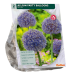 Laukka Party Balloon, Allium, 2 kpl NEW!