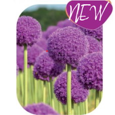 Laukka Party Balloon, Allium, 2 kpl NEW!