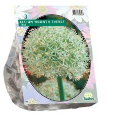 Allium Mount Everest, 3 bulbs. 
