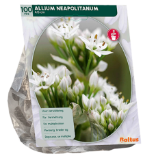 Napolinlaukka (Allium neapolitanum), 100 kpl.