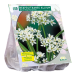 Napolinlaukka (Allium neapolitanum), 100 kpl. Napolinlaukka (Allium neapolitanum), 100 kpl.