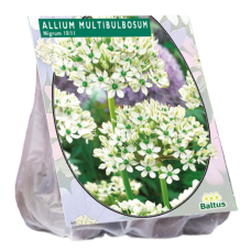 Allium Nigrum Multibubosum per 15.