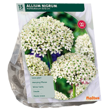 Mustalaukka, Allium Nigrum Multibubosum, 15 kpl. 