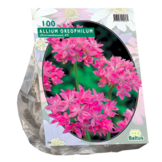 Allium Oreophilum, Pink lily leek,100 psc. SALE - 70%!