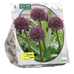 Pallolaukka Ostara (Allium karataviense x Allium atropurpureum), 5 kpl. ALE - 60%!