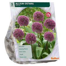 Pallolaukka Ostara (Allium karataviense x Allium atropurpureum), 5 kpl. 