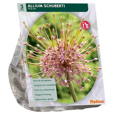 Palestiinanlaukka, Allium Schuberti, 3 kpl