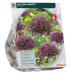 Koristelaukka, Allium Magic, 10 kpl NEW!