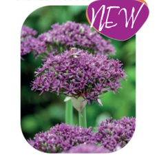 Koristelaukka, Allium Magic, 10 kpl NEW!