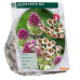 Laukka, Allium Exotic Mix 30 kpl NEW!