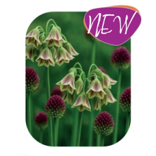 Laukka, Allium Exotic Mix 30 kpl NEW!