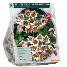 Laukka Siculum Bulgaricum, 5 kpl.  Laukka Siculum Bulgaricum, 5 kpl.