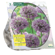 Allium Stipitatum per 2. SALE - 80%!
