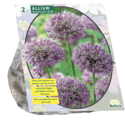 Sorjalaukka, Allium Stipitatum, 2 kpl. Erikoistarjous! ALE - 60%!