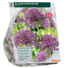 Sorjalaukka, Allium Stipitatum, 2 kpl. 