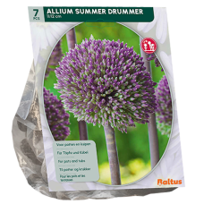 Laukka (Allium) Summer Drummer, 7 kpl