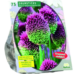 Pallerolaukka, Allium Sphaerocephalon, 75 kpl. ALE - 50%!