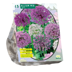 Laukka (Allium) Sekoitus Paars-Wit/Violetti /Valkoinen, 15 kpl. ALE - 55%!