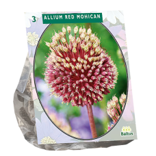 Laukka, Allium Red mohican, 3 kpl NEW 2023! ALE - 60%!