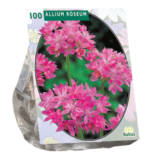 Laukka, Allium Roseum,100 kpl NEW 2023! TUOTE ON LOPPUUNMYYTY!