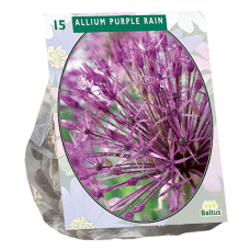 Laukka, Allium Purple Rain,15 kpl NEW 2023! ALE - 60%!