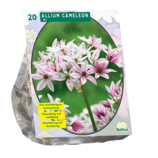 Laukka (Allium) Cameleon, 20 kpl NEW!