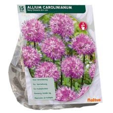 Kerälaukka (Allium carolinianum) 'Rosy Dreams', 15 kpl. 