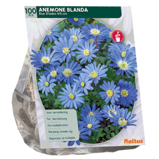 Balkaninvuokko, Anemone Blanda, sininen,100 kpl