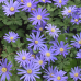 Balkaninvuokko, Anemone Blanda, sininen,100 kpl TUOTE ON LOPPUUNMYYTY!