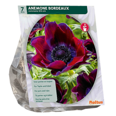 Kruunuvuokko, Anemone Coronaria Bordeaux, 7 kpl
