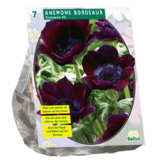 Kruunuvuokko, Anemone Coronaria Bordeaux, 7 kpl. NEW! ALE - 15%!