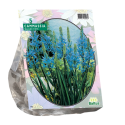 Camassia cusickii, Sinitähtihyasintti, 5 kpl. ALE - 65%!