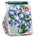 Isokevättähti (Chionodoxa) Luciliae, 100 kpl. TUOTE ON LOPPUUNMYYTY!