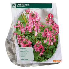 Pystykiurunkannus (Corydalis solida), 10 kpl