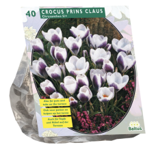 Crocus Chrysanthus Prins Claus per 40. SOLD OUT!