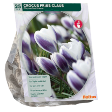 Crocus Chrysanthus 'Prins Claus', Kultasahrami, 25 kpl